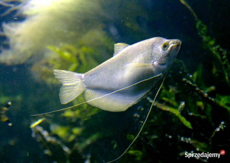 Gurami księżycowy Gurami drobnołuski BOGATA