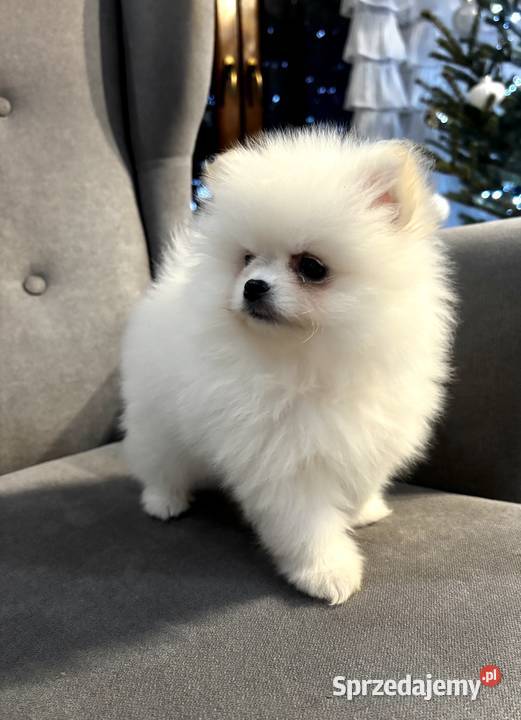 Szpic miniaturowy pomeranian Szpic miniaturowy Płońsk sprzedam