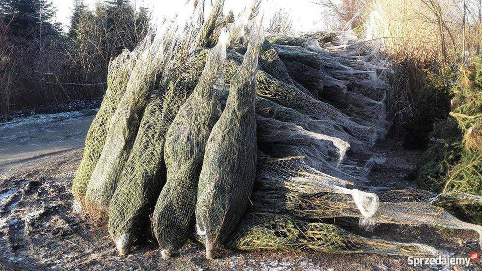 Choinki jodła i świerk tanio producent choinka Usługi dla domu