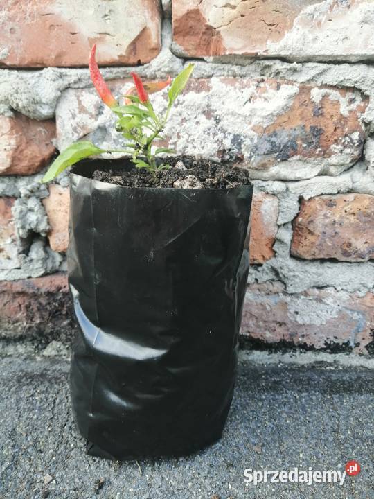 Doniczki foliowe 2L produkcyjne PRODUCENT śląskie sprzedam