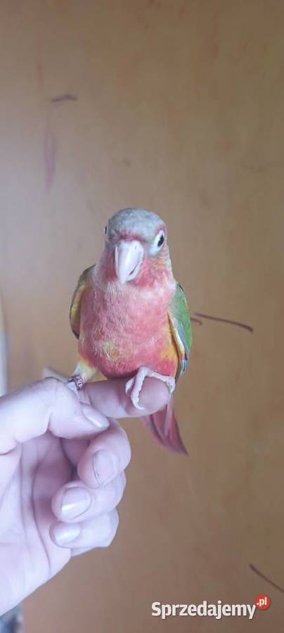 Papugi rudosterki ręcznie karmione Tychy