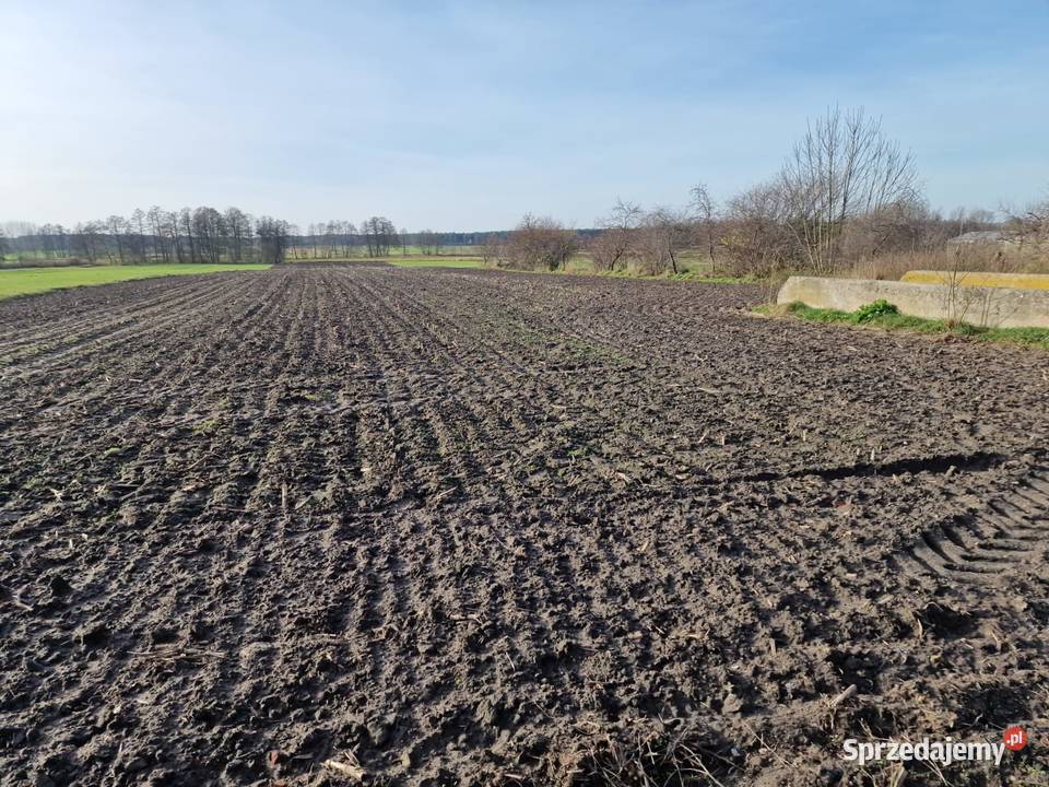 Działki rolne klasy IVV Biskupice gm Grodziec polna Biskupie