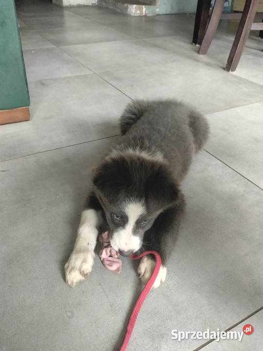 Border collie suczka blue