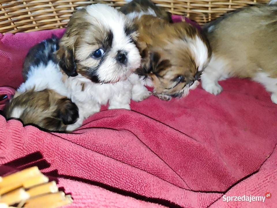 Shih tzu Zyck Polski