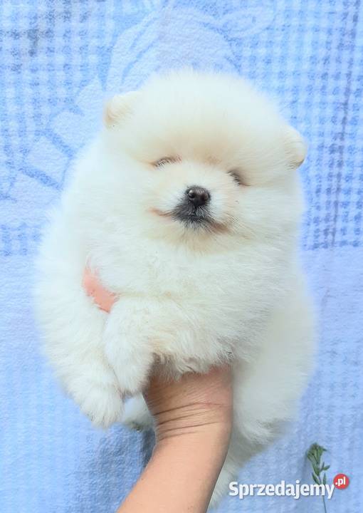 Suczka szpic miniaturowy pomeranian Pabianice sprzedam