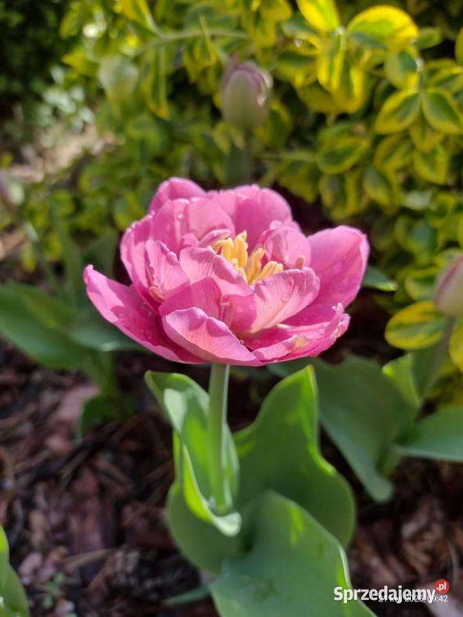 Rośliny z ogrodu Komornica