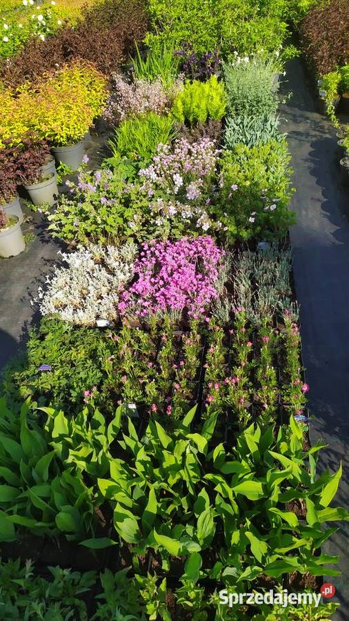 Byliny rojnik rozchodnik płomyk dzwonek żurawka Jelitów