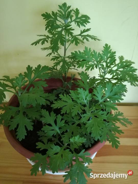 Złocień ClaraCurtis wieloletnia roślina łódzkie