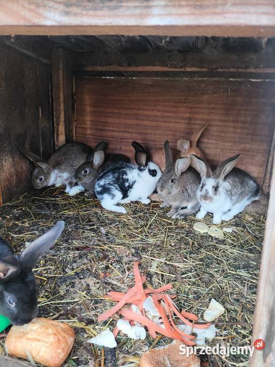 Młode króliki z 11 lutego