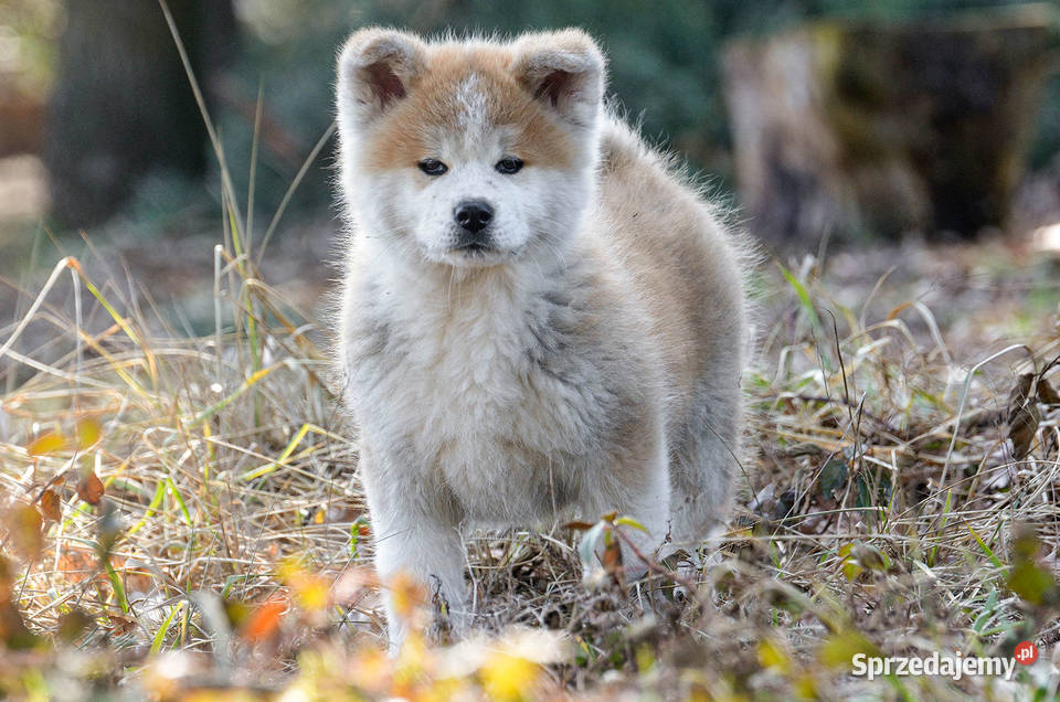 Akita inuakita japońska czerwone szczenięta Akita Wołów