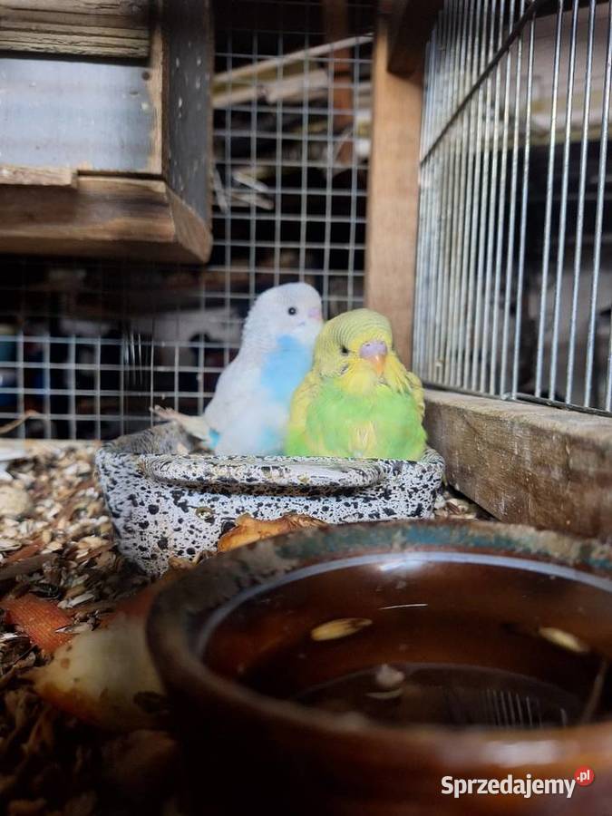 Papużki faliste z lutego tego roku kujawsko-pomorskie Szubin