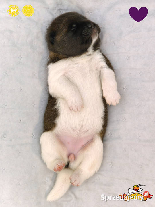 Szczenięta AKITA AMERYKAŃSKA sunia i samiec Poddębice