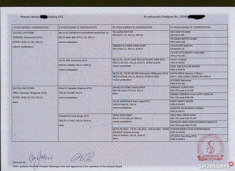 Mastif Tybetański szczeniaki Lipiny