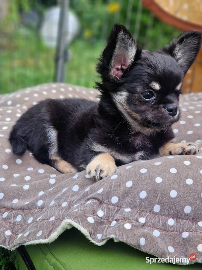 Mały piesek chihuahua długowłosy TRICOLOR Chihuahua Wałcz