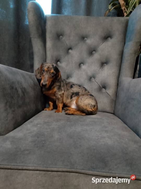 Jamnik merle piesek Żyrardów