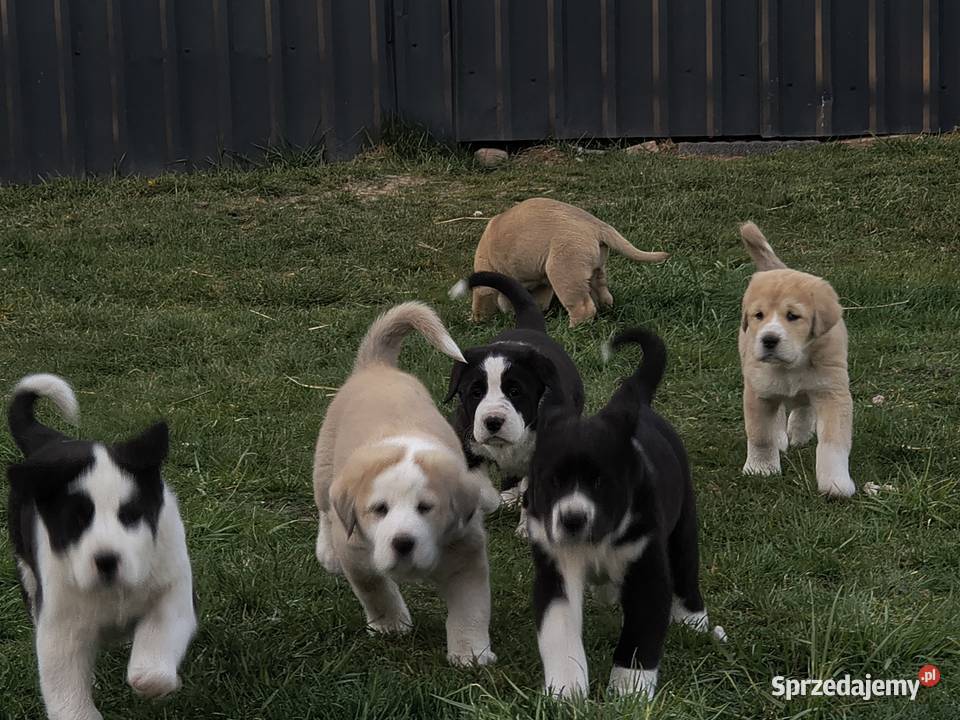 Owczarek środkowoazjatycki Ałabaj Azjata Końskie
