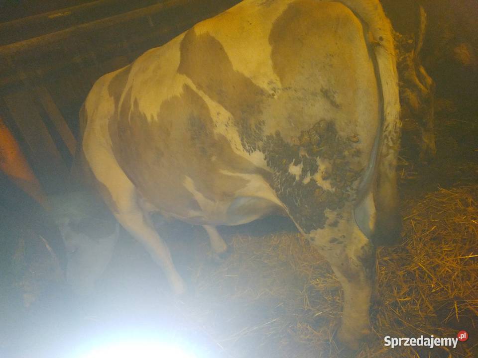 Krowa wysokocielna Brzeźno Szlacheckie