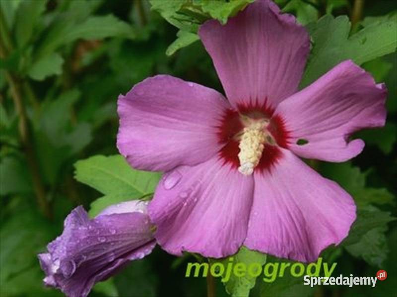 HIBISKUS RÓŻOWY 10 sadz Rośliny