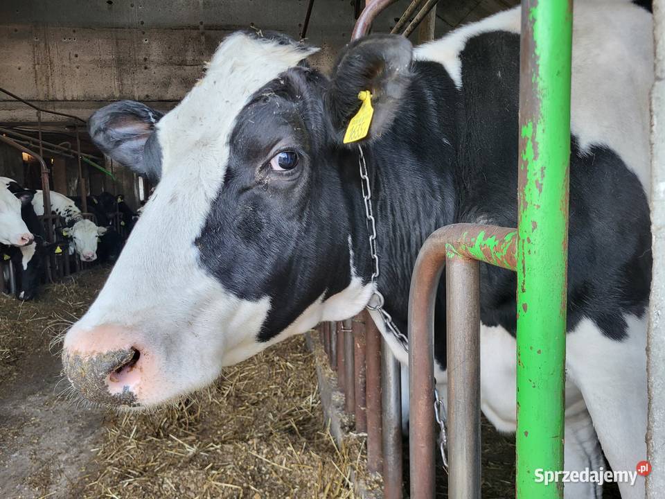 Jałówki wysokocielne Mała Wieś