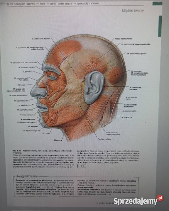 Atlasy anatomiczne Sobotta 3 części pdf Pozostałe Radom