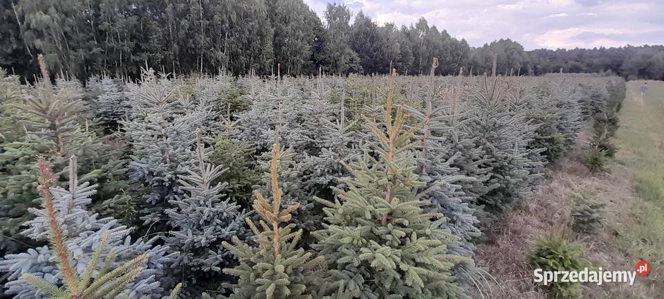 Sprzedaż plantacji choinki żywe świerk jodła Kielce