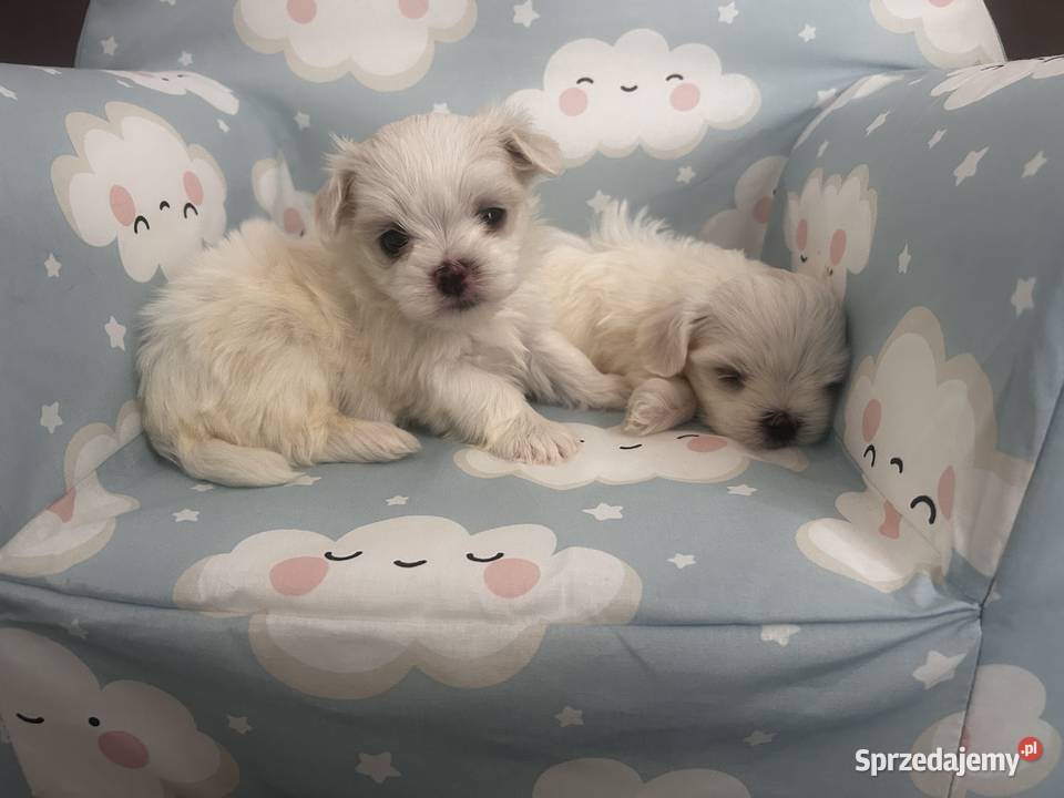 Maltańczyk FCI Rezerwacja podkarpackie Ropczyce