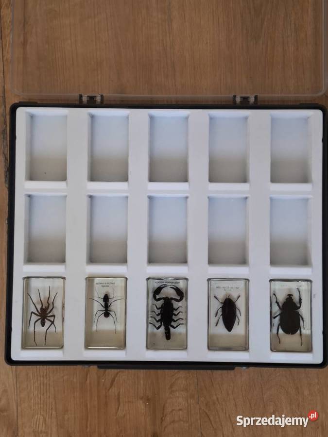 Kolekcja owadów w żywicy 24 preparaty w Gnojnik
