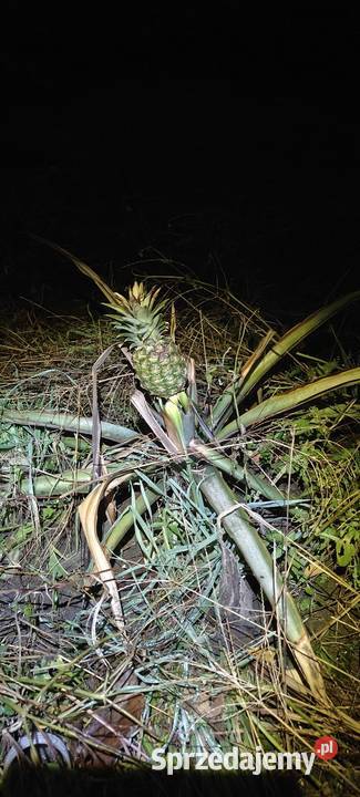 W211 885001955 E klasa sterownik silniczek osobowe Siechnice sprzedam