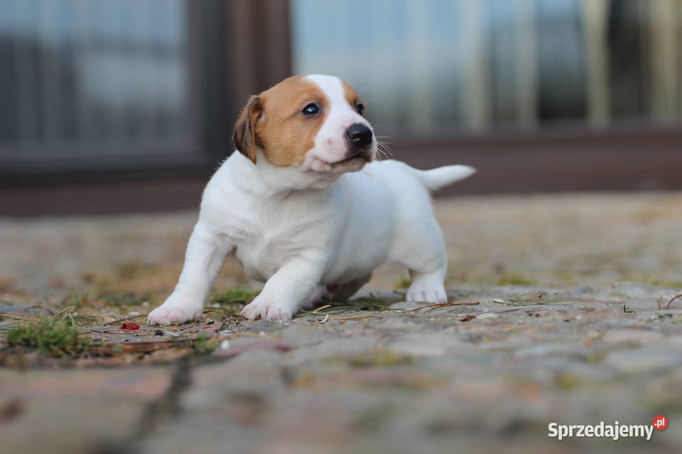 Piesek Jack Russell Terrier krótkowłosy
