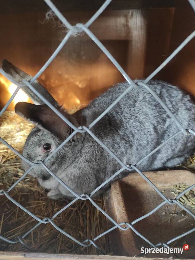 Króliki hodowlane samice Rzgów sprzedam