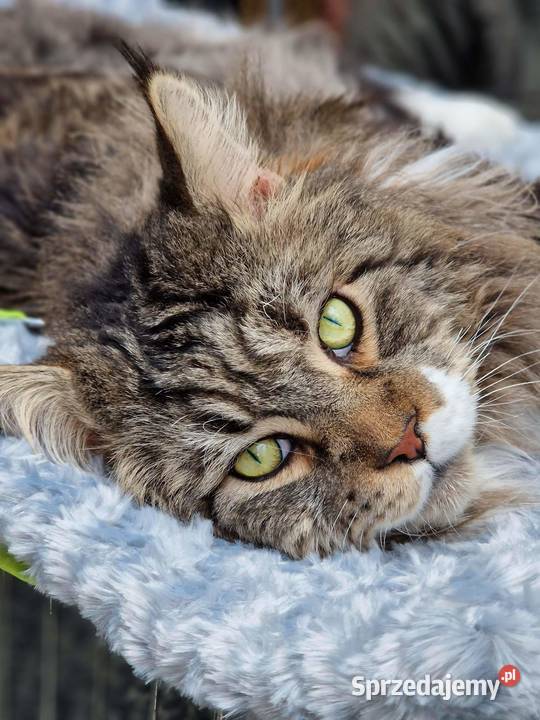 Kocieta Maine Coon Wrocław