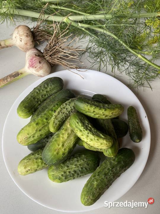 Sprzedam ogórki gruntowe czosnek i koper Urzejowice