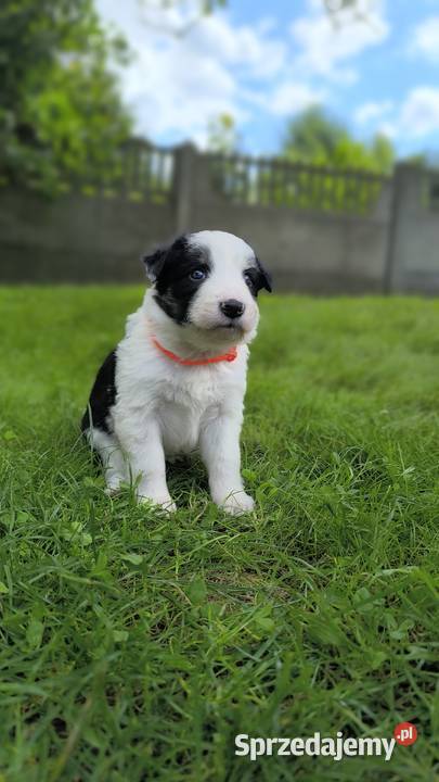Border Collie czekoladowej matce do rezerwacji Ostrowy nad Okszą