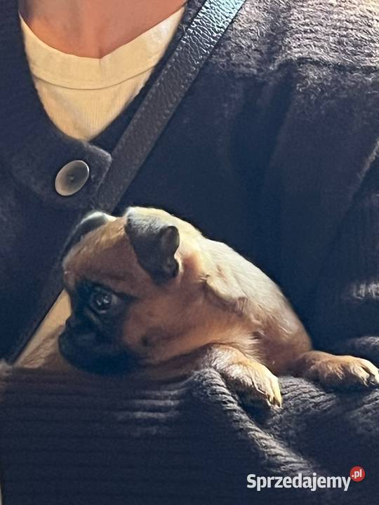 Gryfonik brabancki piesek championach rodowód