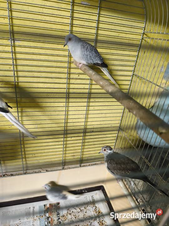 Gołąbki diamentowe Poznań