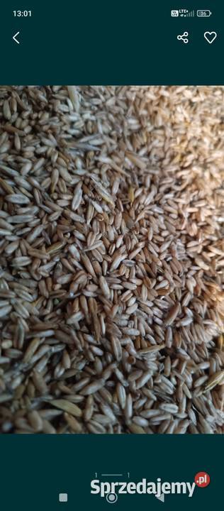 Owies bezłuskowy Pruchna