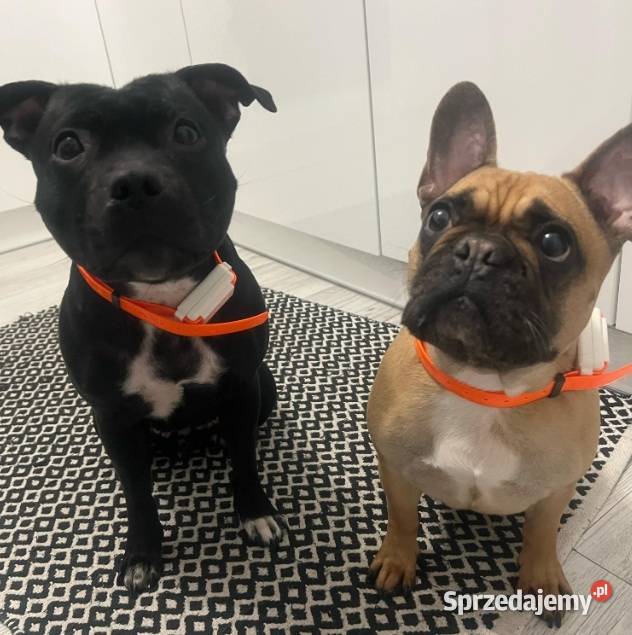 Nadajnik GPS pssa bez abonamentu Lubartów