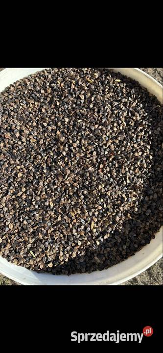 Sprzedam grykę Wola Krzysztoporska