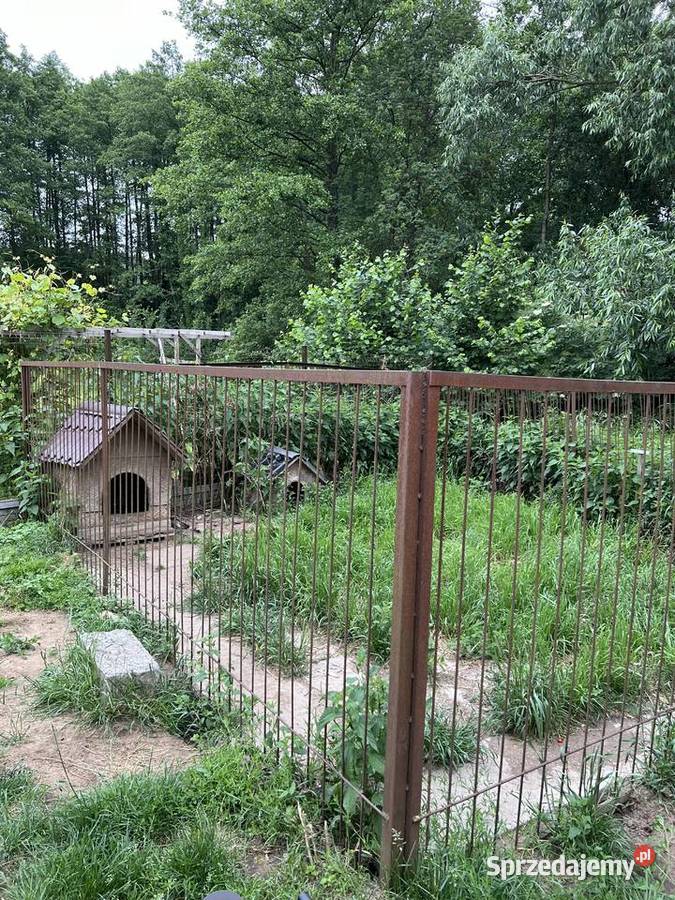 Kojec psów duży spawany mocny z furtką Zwierzęta Bukowiec