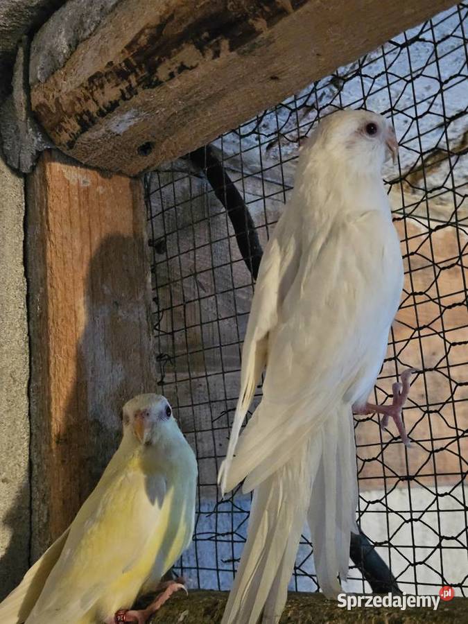 Sprzedam świergotki Koźminek