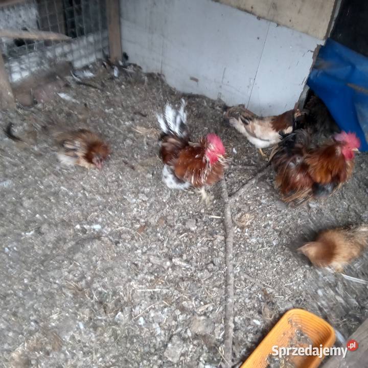 Kurki liliputkiozdoba zagrody Opole