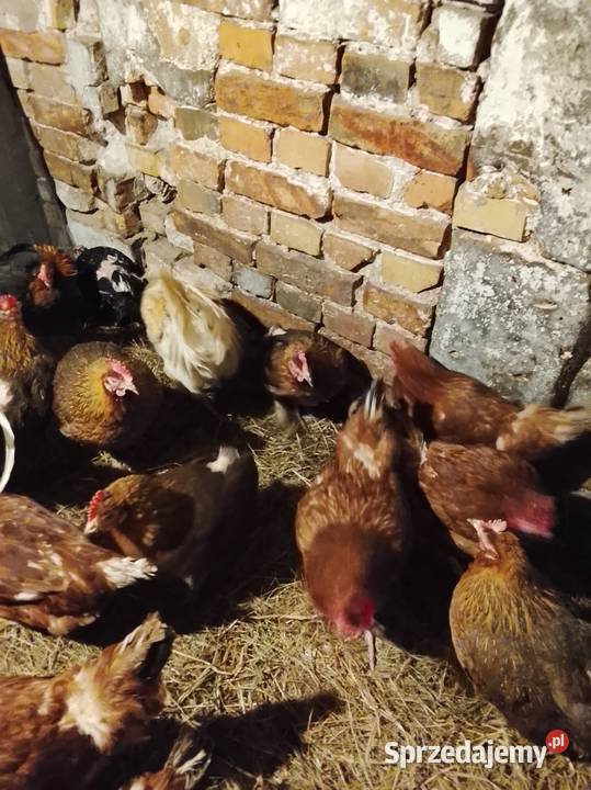 Kurki nioski koguty Rolnictwo