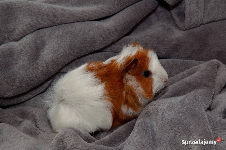 świnka morska cavia domowa SAMIEC Koszyce Wielkie