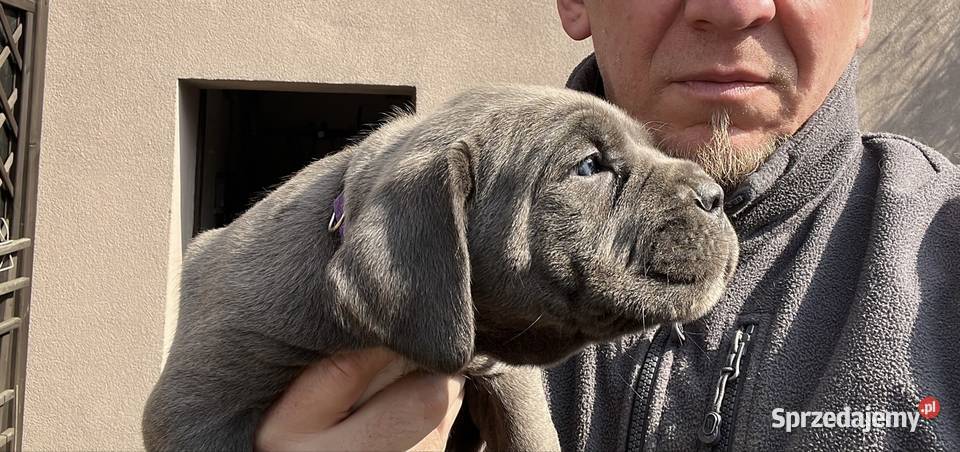Cane Corso szczenięta ur 05022026 rodzicach z śląskie Pyrzowice sprzedam