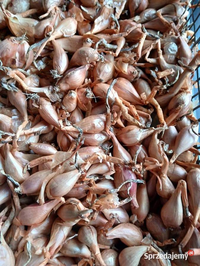 Cebula szalotka kujawsko-pomorskie Skępe sprzedam