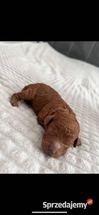 Szczeniaki Pudel Red Toy Nidzica