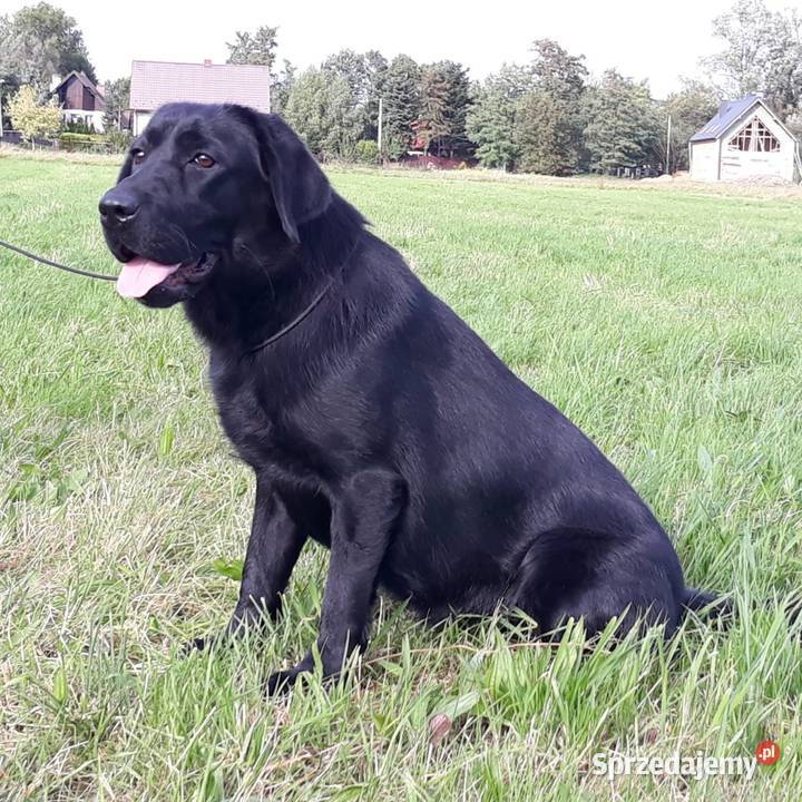 Suka labradormetryka FCI Czarna 2 lata Labrador Płock sprzedam