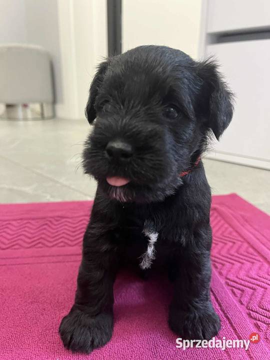 Sznaucer miniaturowy czarny Legionowo