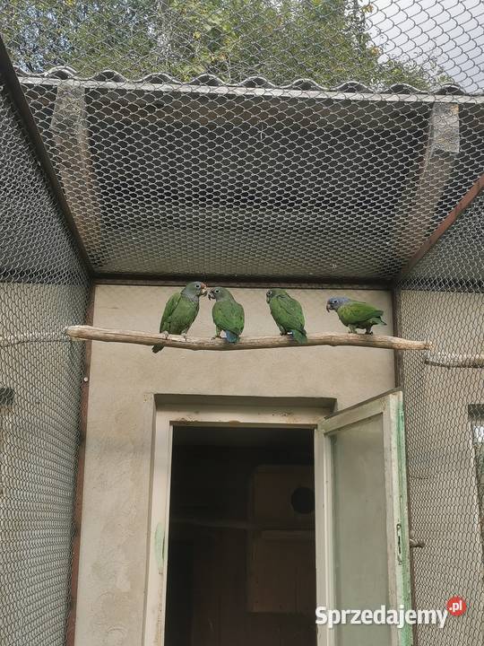 Piony niebieskogłowe z 2025r