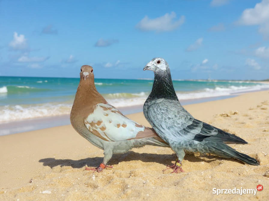 Gołębie Staropolskie i pocztowe małopolskie Nowy Sącz